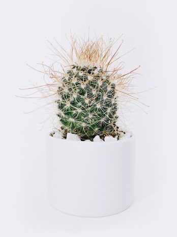 cactus3 free img