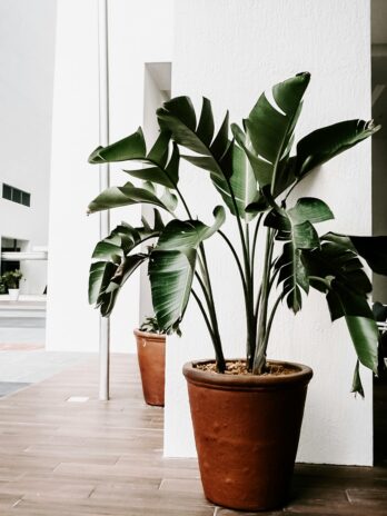 Lush potted plants enhancing minimalist indoor decor with a touch of nature.