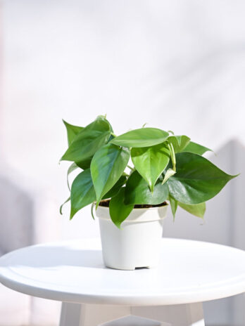 philodendron oxycardium green plant