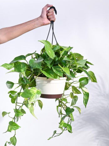 money plant variegated with hanging pot