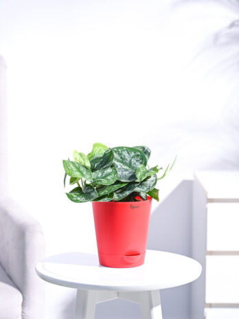 money plant satin