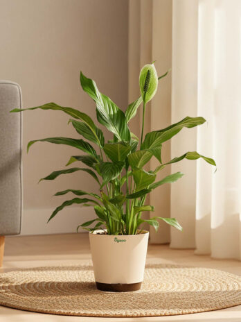 peace lily large (spathiphyllum sensation)