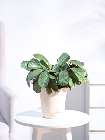 calathea prayer plant medium