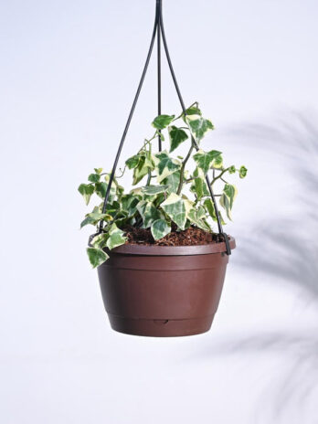 english ivy variegated in hanging planter