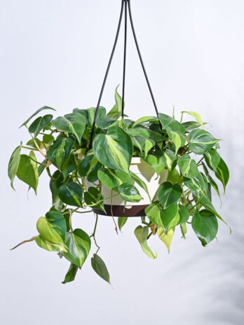 philodendron oxycardium brasil with hanging pot