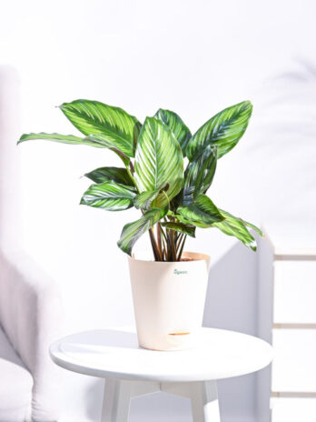 calathea pinstripe plant
