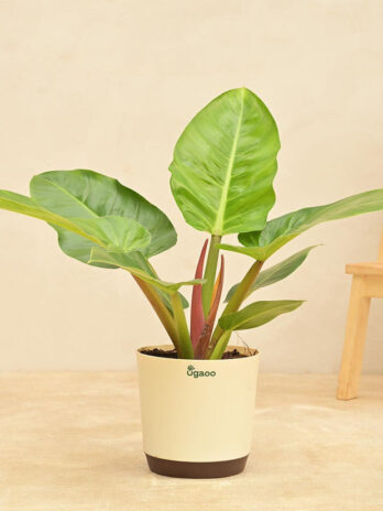 philodendron melinonii green large