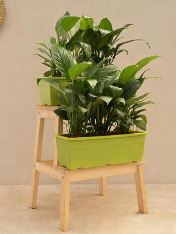 peace lily plant set of 2