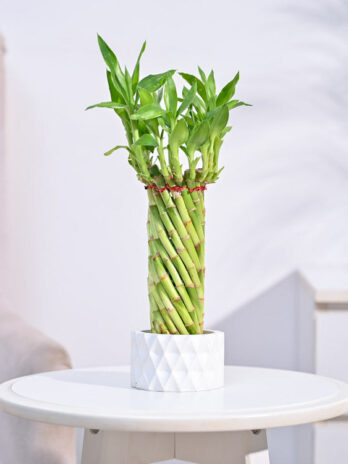 lucky wheel bamboo plant