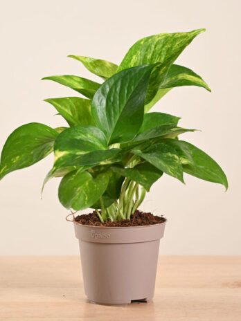 money plant variegated