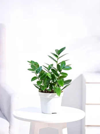 zz plant