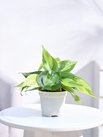 philodendron brasil plant