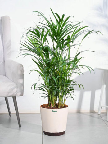 areca palm plant xl