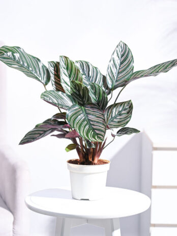 calathea sanderiana