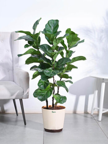 ficus lyrata bambino xl