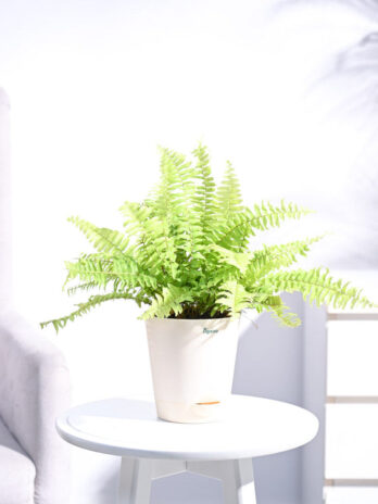 golden fern plant