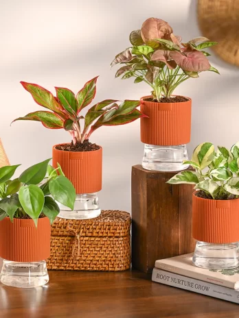 plant set for office desk