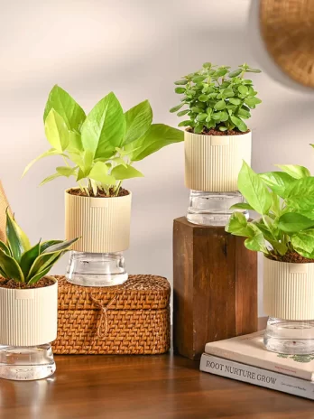 home air purifier plant bundle