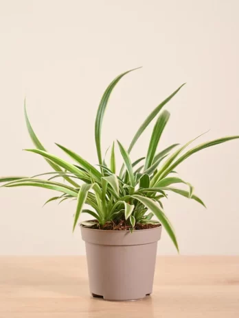 chlorophytum spider plant