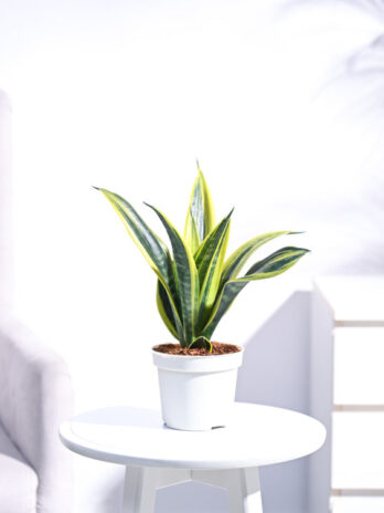 sansevieria gold flame snake plant