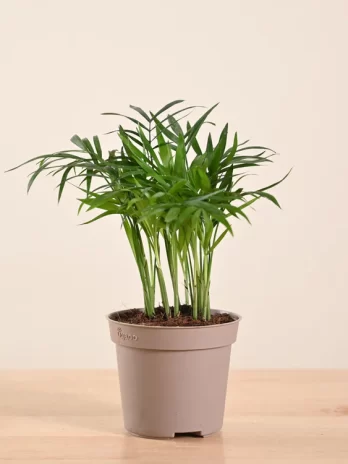 bamboo palm plant