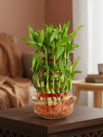 lucky bamboo plant 3 layer