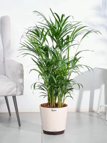 areca palm plant xl