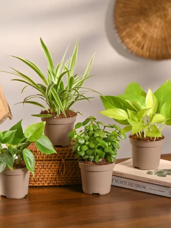 air purifying indoor plant bundle for home