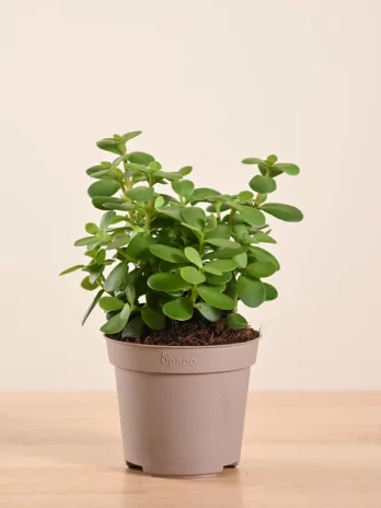 grand green house plant set