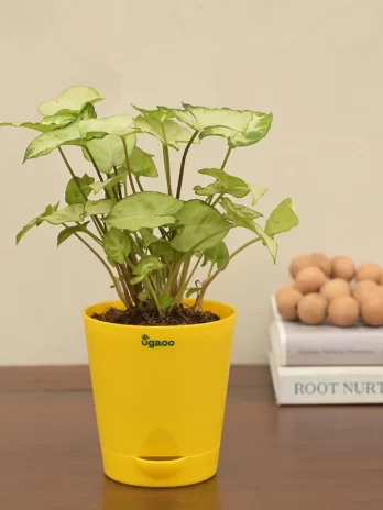 syngonium pixie plant